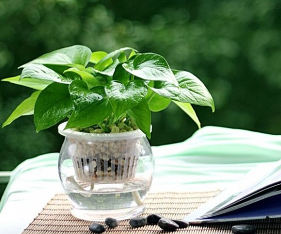 水培植物爛根怎么辦？綠植租擺爛根原因及處理方法詳解